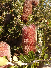 Banksia praemorsa