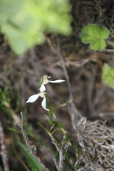 Eriochilus dilatatus