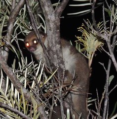 Cheirogaleus