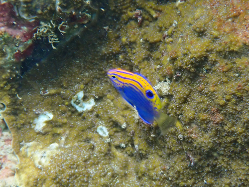 Pomacentrus vaiuli observed 2026-10-12