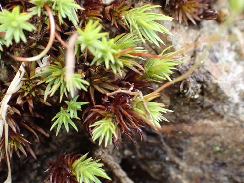 Polytrichadelphus magellanicus observed 2026-10-18
