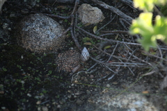 Bothriembryon kingii