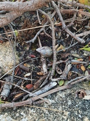 Bothriembryon kingii