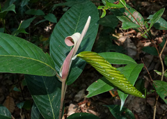 Dipterocarpus