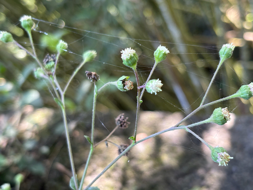Adenostemma lavenia observed 2026-10-20