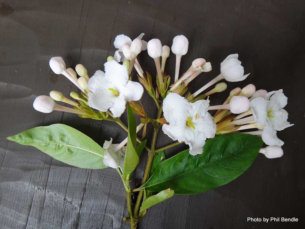 Luculia pinceana