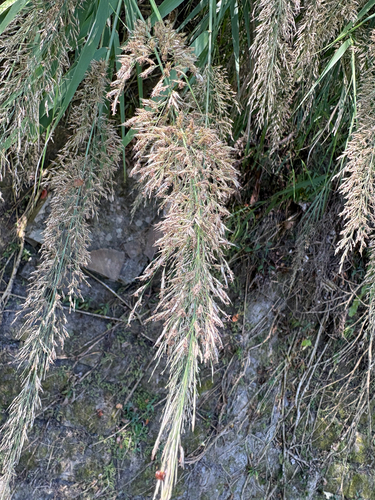Arundo formosana observed 2026-10-20