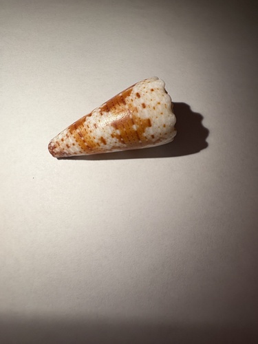 Conus observed 2026-10-19