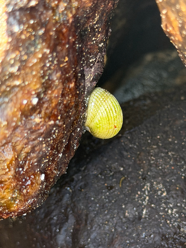 Nerita plicata observed 2026-10-17