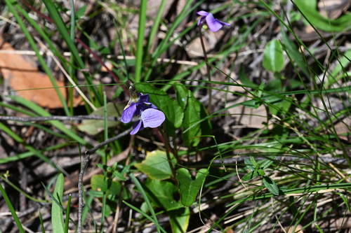 Viola betonicifolia, 2026-10-20