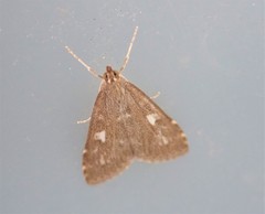 Udea olivalis