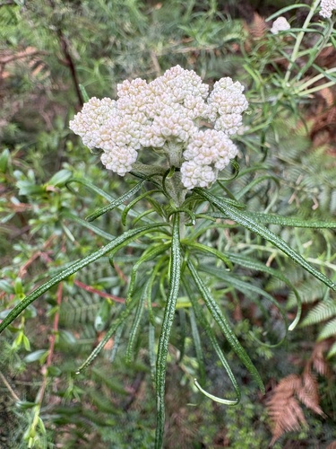Cassinia longifolia, 2026-10-20