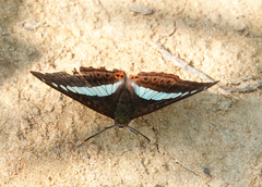 Sumalia daraxa