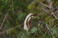 Pterostylis rogersii