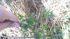 Nidorella ivifolia