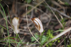 Pterostylis rogersii