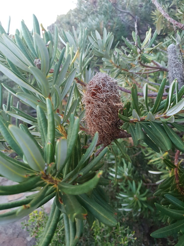 Banksia verticillata (Banksia verticillata)