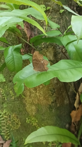Junonia hedonia