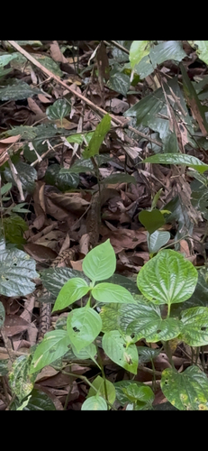 Ptyas carinata observed 2026-10-20