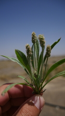 Plantago amplexicaulis