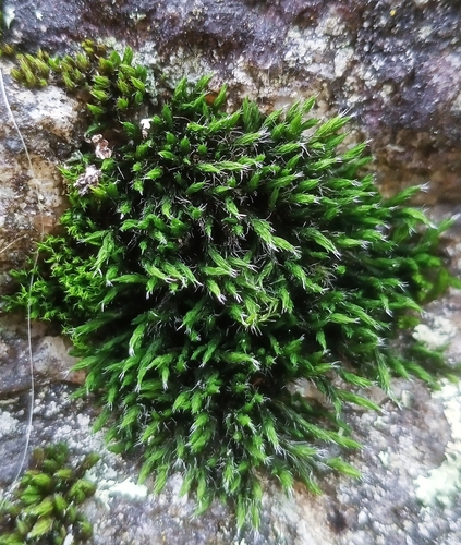 Bucklandiella heterosticha observed 2026-10-18