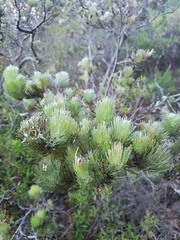 Adenanthos sericeus