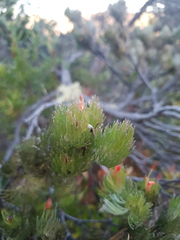 Adenanthos sericeus