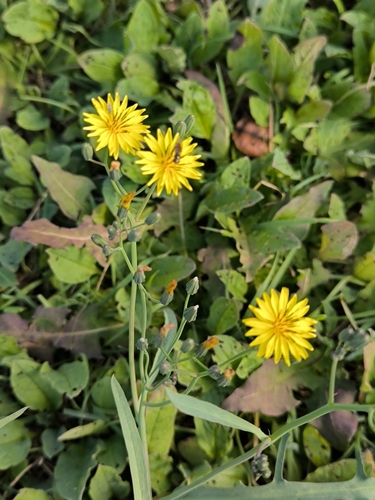 Ixeris chinensis observed 2026-10-20