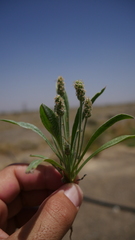 Plantago amplexicaulis