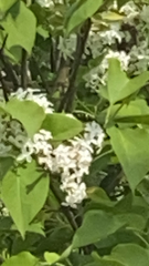 Syringa reticulata