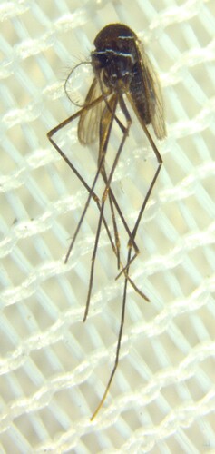 Uranotaenia albescens