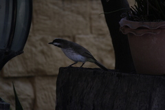 Pycnonotus goiavier