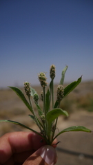 Plantago amplexicaulis