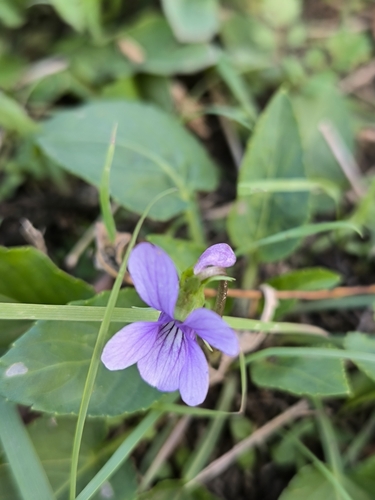 Prionantha violet