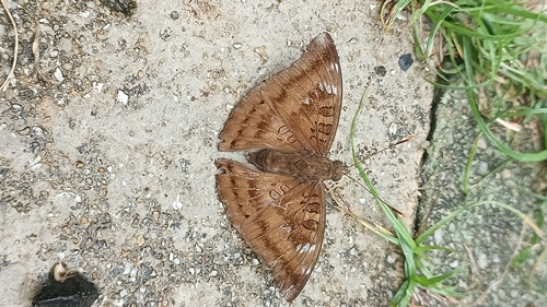 Euthalia alpheda