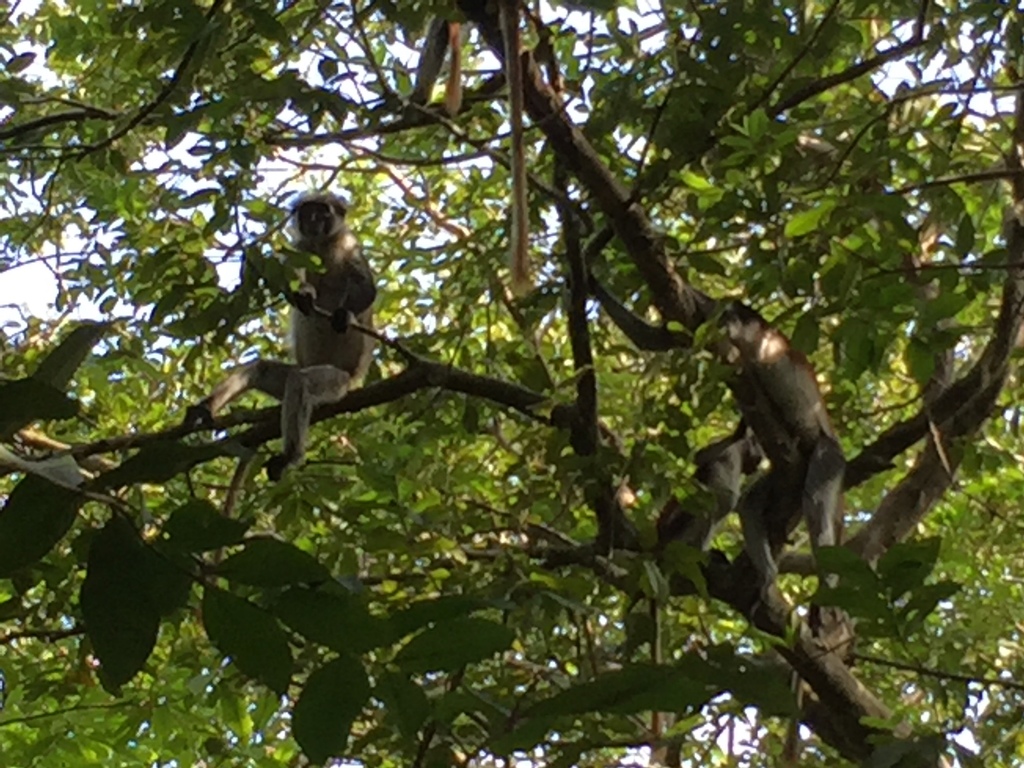 Zanzibar Red Colobus
