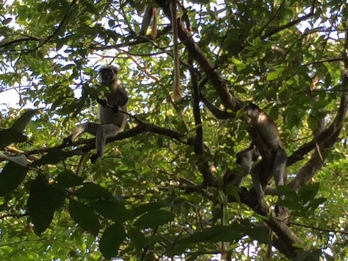 Zanzibar Red Colobus