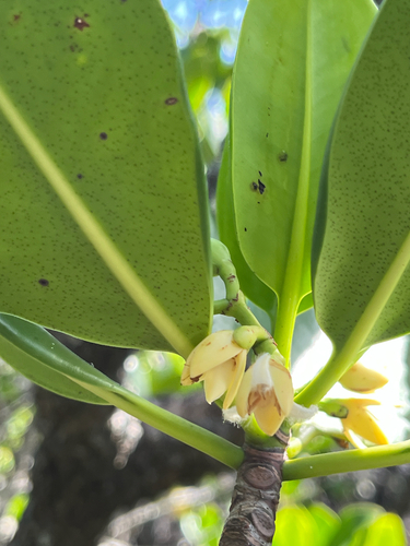 Rhizophora mucronata observed 2026-10-20