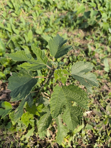 Paper mulberry