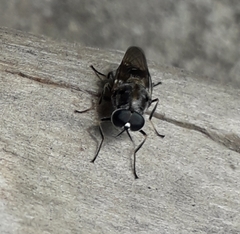 Adoxomyia heminopla