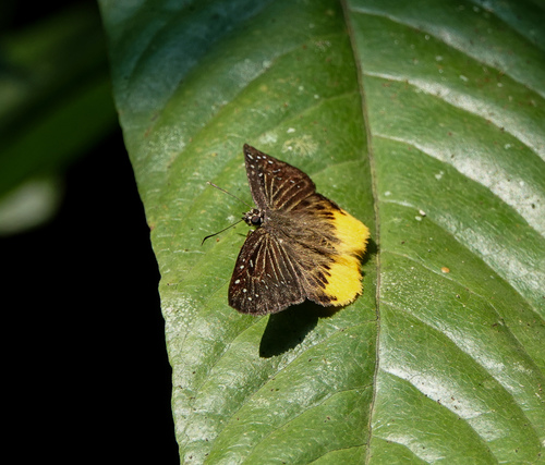 Yellow Flat