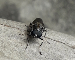 Adoxomyia heminopla