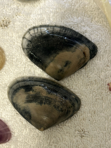 Donax deltoides, 2026-10-20
