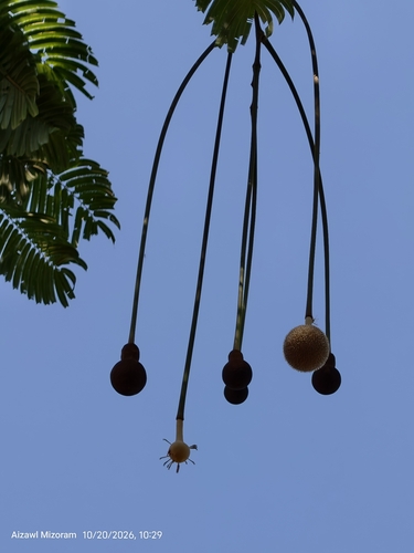 Parkia speciosa observed 2026-10-20