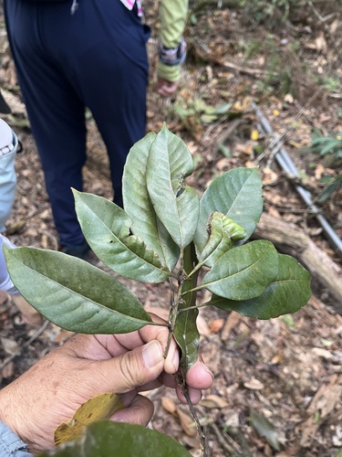 Lithocarpus brevicaudatus observed 2026-10-17