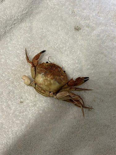 Nectocarcinus integrifrons observed 2026-10-20