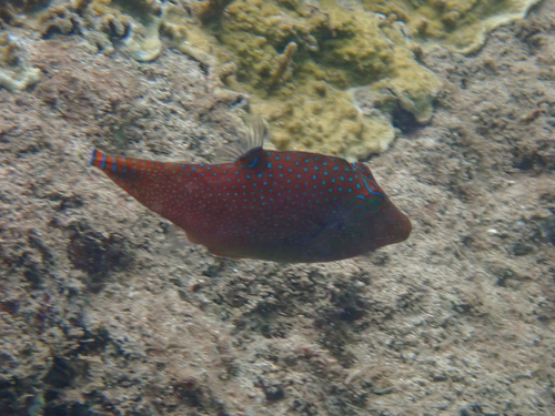 Canthigaster solandri observed 2026-10-12