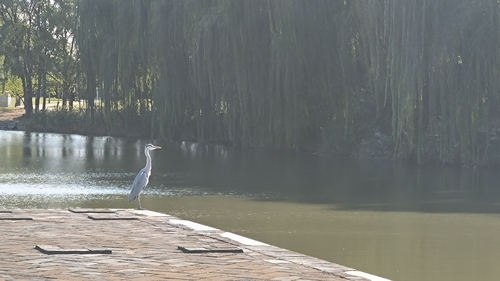 Grey Heron
