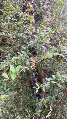 Berberis kawakamii, 2026-10-17