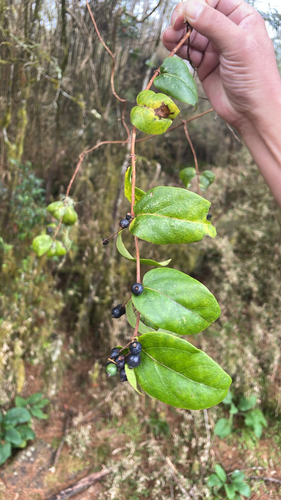 Lonicera acuminata observed 2026-10-17